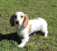 Coral Male 1, a male Miniature Dachshund for sale in Big Cabin, OK – 1 of 6