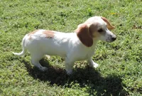 Coral Male 1, a male Miniature Dachshund for sale in Big Cabin, OK – 3 of 6