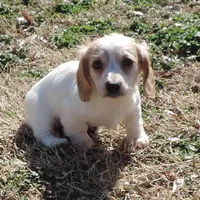 Coral Male 1, a male Miniature Dachshund for sale in Big Cabin, OK – Photo 3 of 3