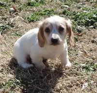 Coral Male 1, a male Miniature Dachshund for sale in Big Cabin, OK – Photo 3 of 3