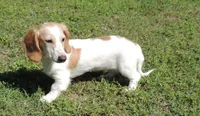 Coral Male 1, a male Miniature Dachshund for sale in Big Cabin, OK – 2 of 6