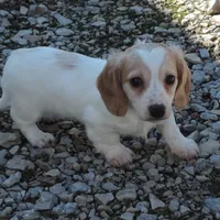 Coral Male 1, a male Miniature Dachshund for sale in Big Cabin, OK – Photo 1 of 3