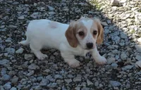 Coral Male 1, a male Miniature Dachshund for sale in Big Cabin, OK – Photo 1 of 3