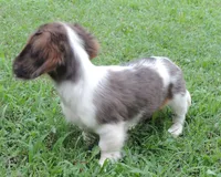 Roxie Female 5, a female Miniature Dachshund for sale in Big Cabin, OK – 2 of 6