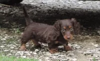 MB female 2, a female Miniature Dachshund for sale in Big Cabin, OK – 1 of 3
