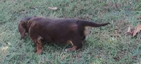Cocoa female 3, a female Miniature Dachshund for sale in Big Cabin, OK – 2 of 3