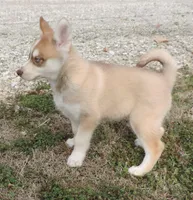 Ginger Male 3, a male Siberian Husky for sale in Big Cabin, OK – Photo 3 of 3