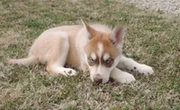 Ginger Male 3, a male Siberian Husky for sale in Big Cabin, OK – Photo 2 of 3