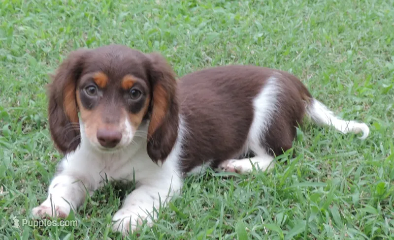 Roxie Female 4 – Miniature Dachshund puppy for sale in Big Cabin, OK