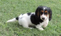 Roxie Male 2, a male Miniature Dachshund for sale in Big Cabin, OK – 2 of 3