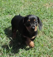 Millie Female 2, a male Miniature Dachshund for sale in Big Cabin, OK – 1 of 3