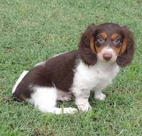 Roxie Male 3, a male Miniature Dachshund for sale in Big Cabin, OK – 3 of 3