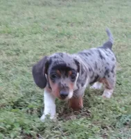 Gracey female 2, a female Miniature Dachshund for sale in Big Cabin, OK – 1 of 3