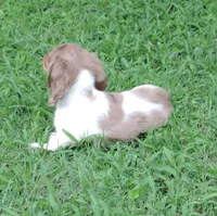 Cookie Female 2, a female Miniature Dachshund for sale in Big Cabin, OK – 2 of 6