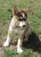 Suzie Female 3, a female Siberian Husky for sale in Big Cabin, OK – 2 of 3