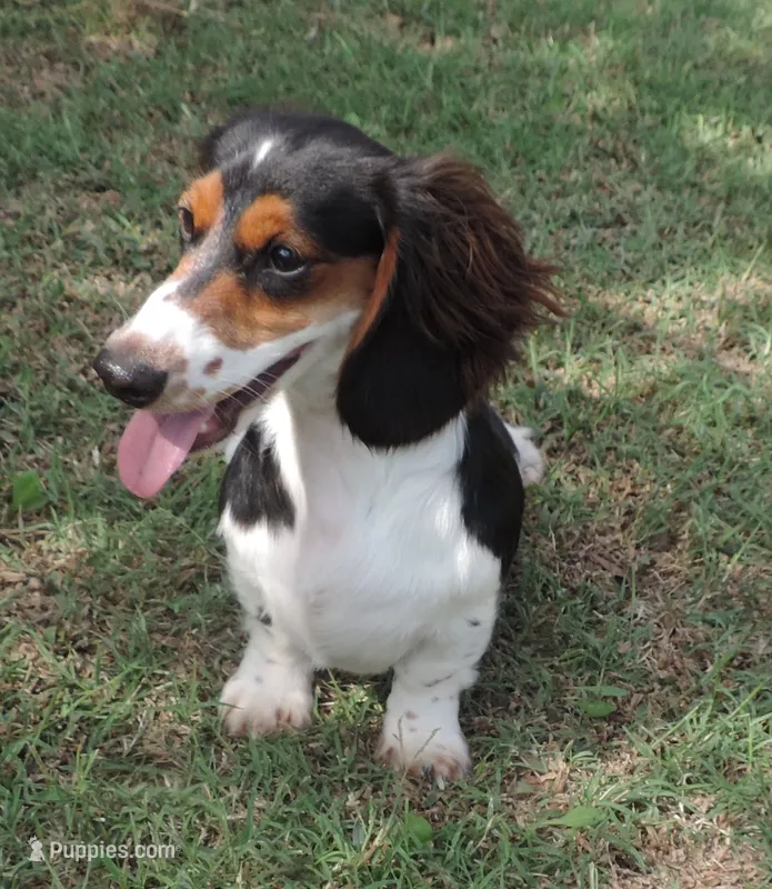 Roxie Male 2 – Miniature Dachshund puppy for sale in Big Cabin, OK