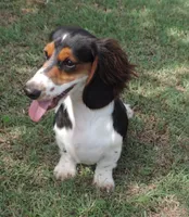 Roxie Male 2, a male Miniature Dachshund for sale in Big Cabin, OK – 1 of 9