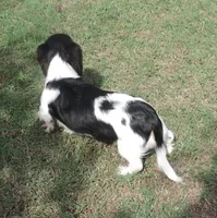Roxie Male 1, a male Miniature Dachshund for sale in Big Cabin, OK – 3 of 9