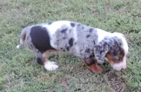 Gracey Female 1, a female Miniature Dachshund for sale in Big Cabin, OK – 2 of 3