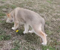 Ginger Female 5, a female Siberian Husky for sale in Big Cabin, OK – Photo 3 of 3