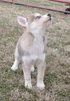 Ginger Female 5, a female Siberian Husky for sale in Big Cabin, OK – Photo 2 of 3