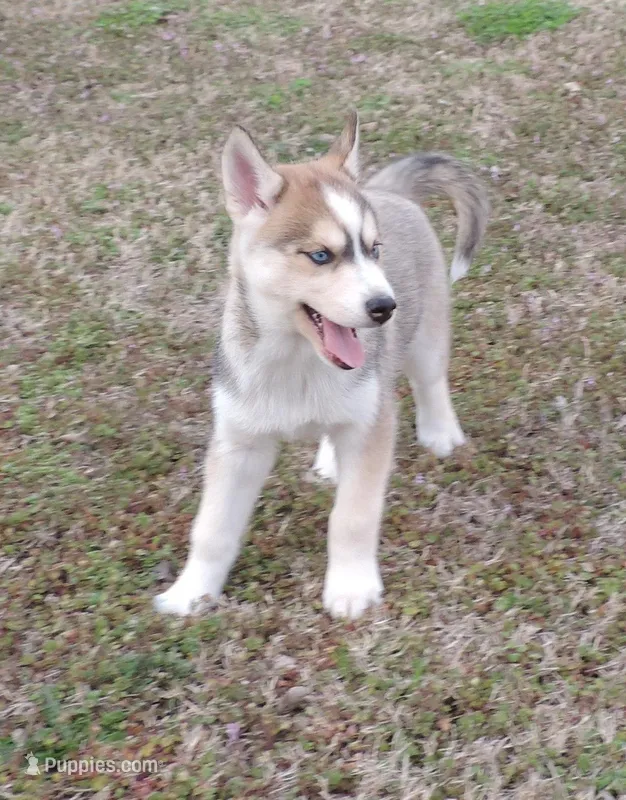 Ginger Female 5 – Siberian Husky puppy for sale in Big Cabin, OK