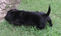 MB Male 1, a male Miniature Dachshund for sale in Big Cabin, OK – 3 of 3