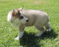 P Female 5, a female Siberian Husky for sale in Big Cabin, OK – 3 of 3