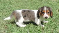 Female 5, a female Miniature Dachshund for sale in Big Cabin, OK – 2 of 3