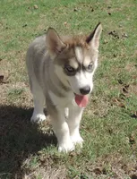 Suzie Female 4, a female Siberian Husky for sale in Big Cabin, OK – 3 of 3
