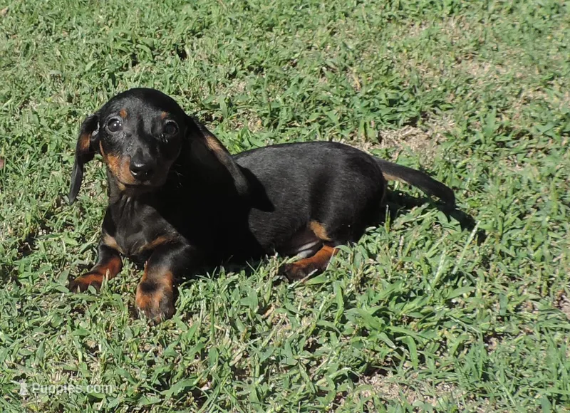 Millie Male 1 – Miniature Dachshund puppy for sale in Big Cabin, OK