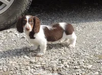 Cocoa Male 3, a male Miniature Dachshund for sale in Big Cabin, OK – Photo 2 of 6
