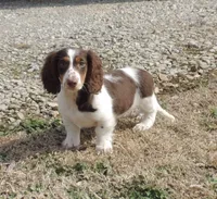 Cocoa Male 3, a male Miniature Dachshund for sale in Big Cabin, OK – Photo 1 of 6