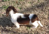 Cocoa Male 3, a male Miniature Dachshund for sale in Big Cabin, OK – Photo 5 of 6