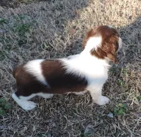 Cocoa Male 3, a male Miniature Dachshund for sale in Big Cabin, OK – Photo 6 of 6