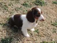 Cocoa Male 3, a male Miniature Dachshund for sale in Big Cabin, OK – Photo 3 of 6