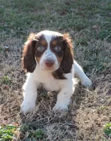 Cocoa Male 3, a male Miniature Dachshund for sale in Big Cabin, OK – Photo 4 of 6