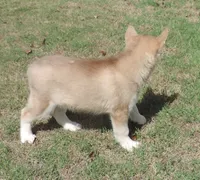 Suzie Male 1, a male Siberian Husky for sale in Big Cabin, OK – 3 of 3