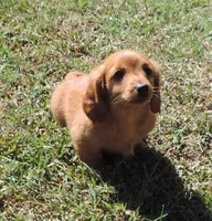 Coral female 2, a female Miniature Dachshund for sale in Big Cabin, OK – 3 of 3
