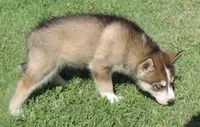 P Male 2, a male Siberian Husky for sale in Big Cabin, OK – 3 of 3