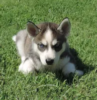 P Female 4, a female Siberian Husky for sale in Big Cabin, OK – 2 of 3
