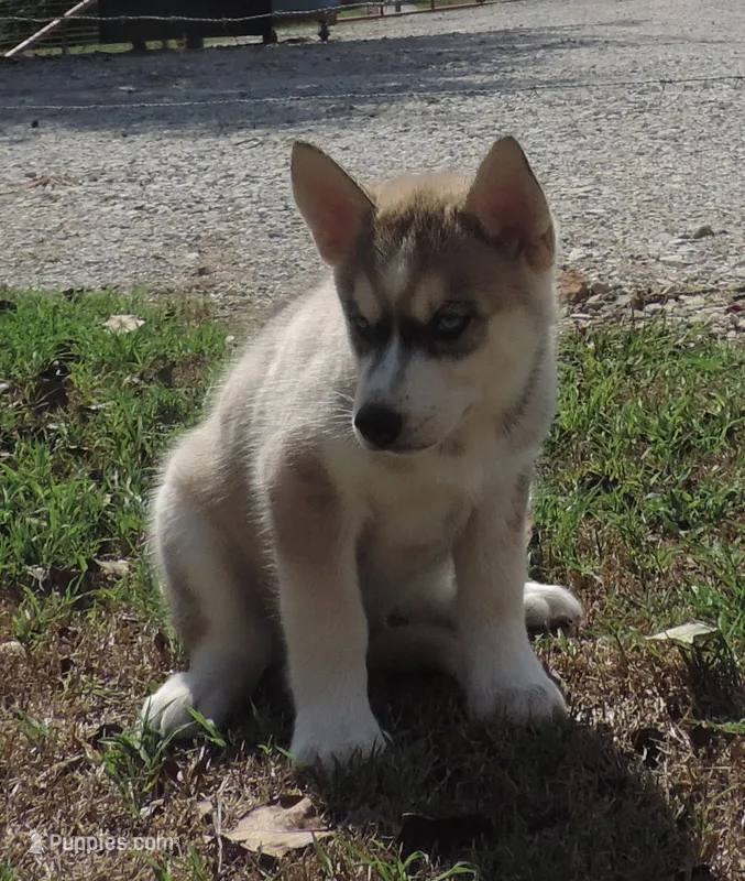 Suzie male 2 – Siberian Husky puppy for sale in Big Cabin, OK