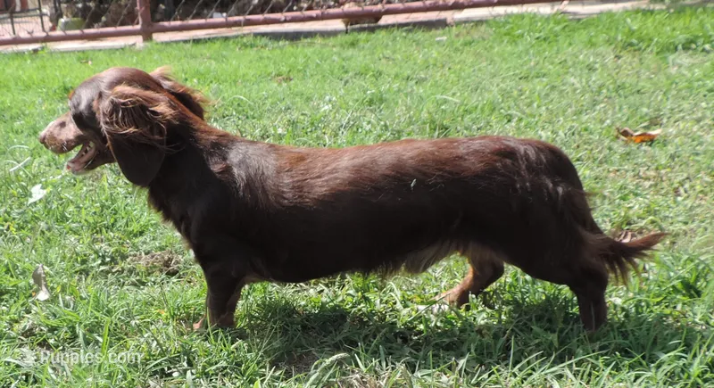 Mirabell Male 1 – Miniature Dachshund puppy for sale in Big Cabin, OK
