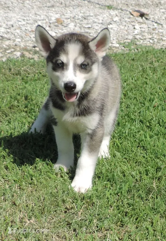 P Female 3 – Siberian Husky puppy for sale in Big Cabin, OK
