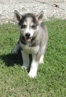 P Female 3, a female Siberian Husky for sale in Big Cabin, OK – 1 of 3