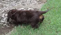 MB female 2, a female Miniature Dachshund for sale in Big Cabin, OK – 2 of 3