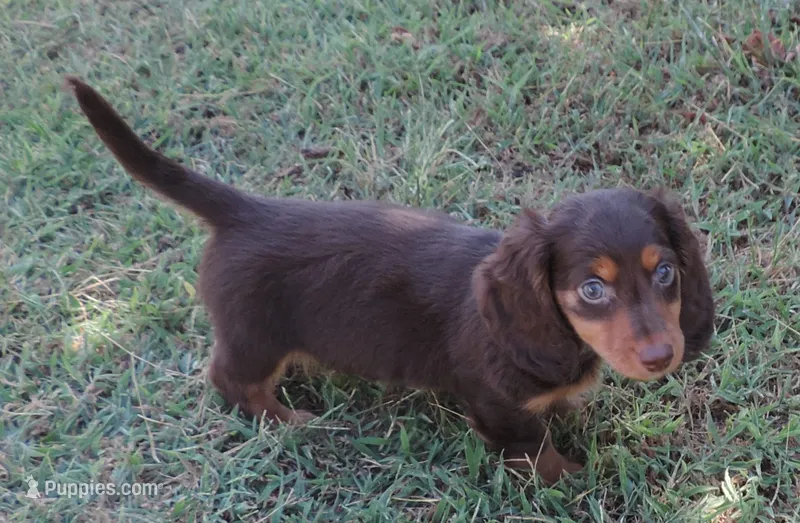 Cocoa male 1 – Miniature Dachshund puppy for sale in Big Cabin, OK