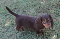 Cocoa male 1, a male Miniature Dachshund for sale in Big Cabin, OK – 1 of 3