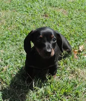 Millie Male 1, a male Miniature Dachshund for sale in Big Cabin, OK – 2 of 3