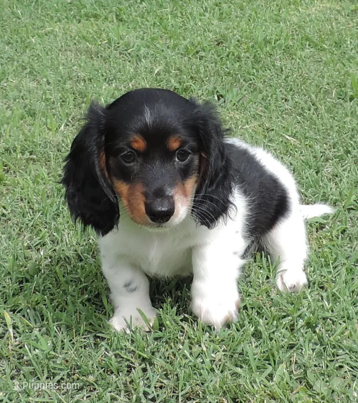 Roxie Male 1 – Miniature Dachshund puppy for sale in Big Cabin, OK